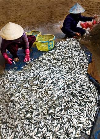 Mọi người đều có việc riêng. Sáng sớm, người dân tập trung ở chợ cá để mua bán những mẻ tôm, cá, mực còn tươi sống. Số đông tập trung vào công việc gỡ lưới, đổ cá vào thùng lạnh, cân cá cho thương lái. Thi thoảng có người đi lượm vài con cái chết ở các mẻ lưới đã gỡ xong.